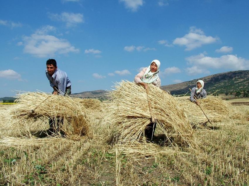 Hasat ve ANADOLU KADINI