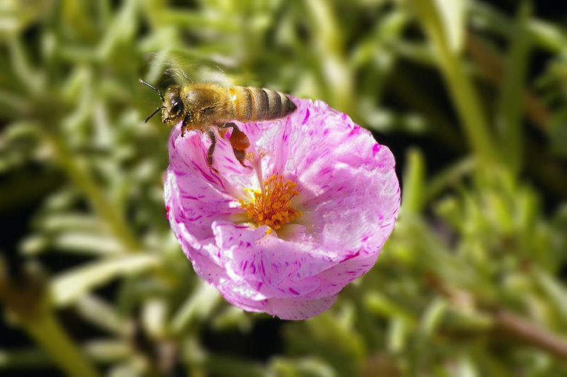 arm, balm, ieim 2...