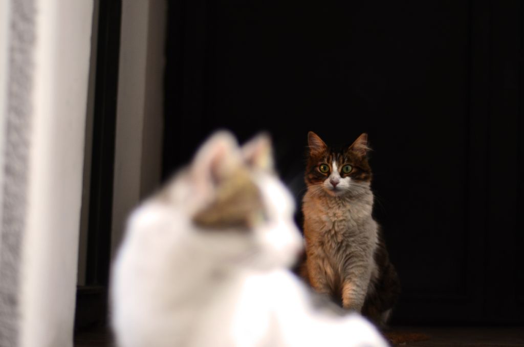 �lk G�r��te A�k...