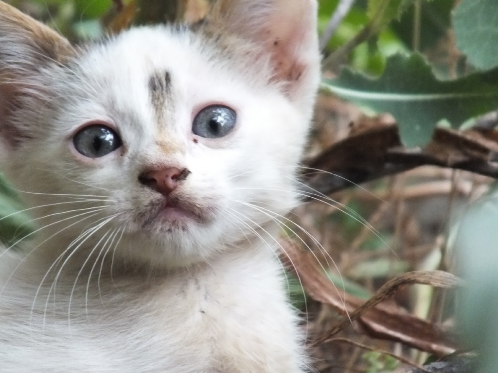 akn yavru kedi