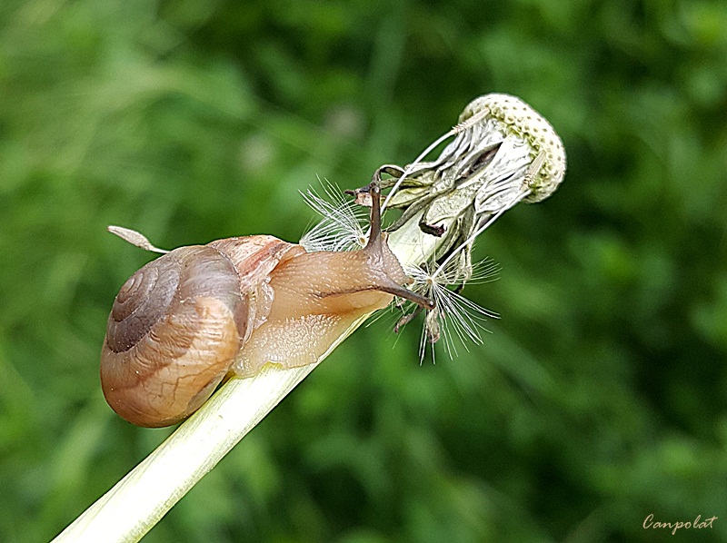 Makro yaamlar...