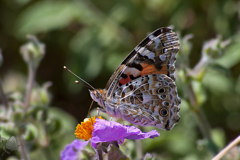 Rengarenk zamanlar 4
