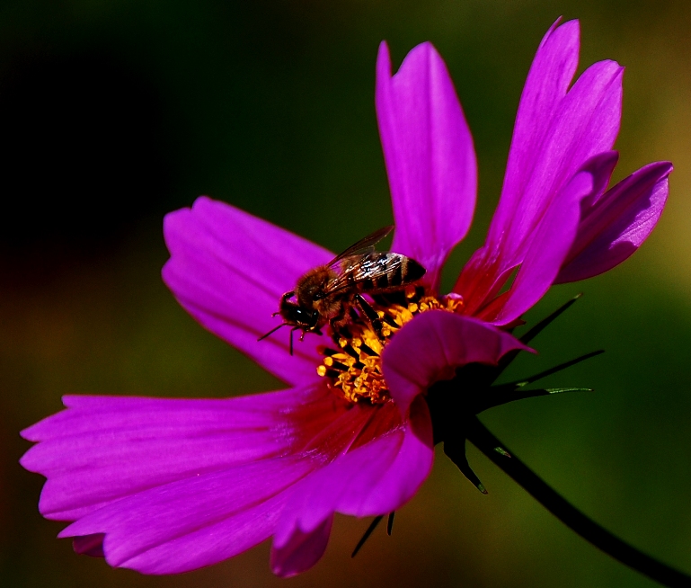 �� Ba�a D���nce