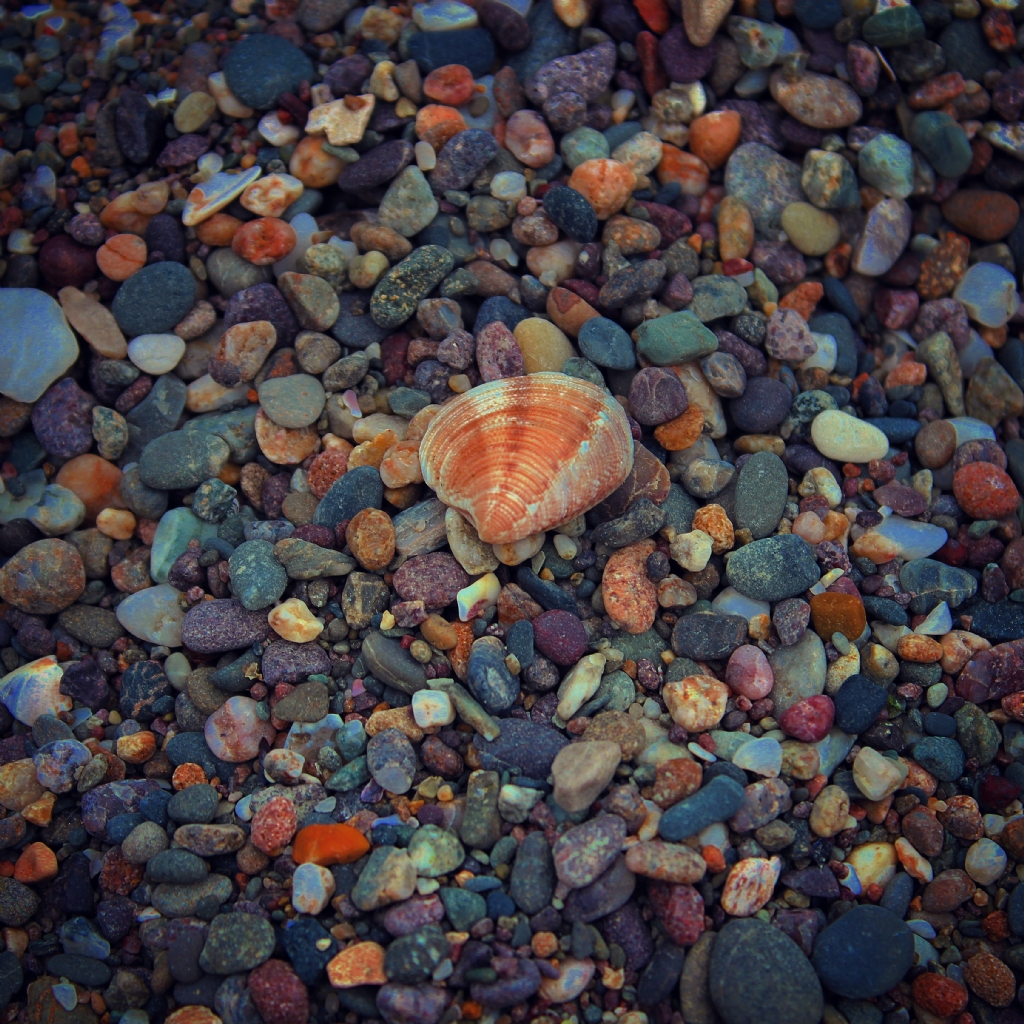 Sea Shell