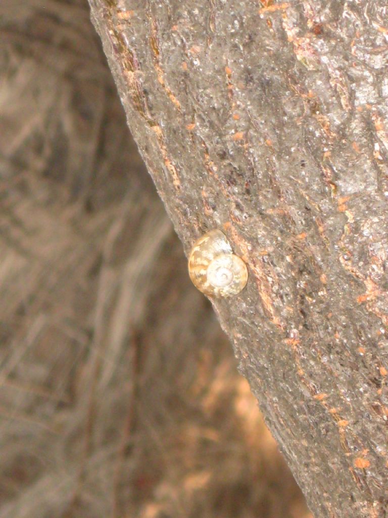 do�an�n par�as�..