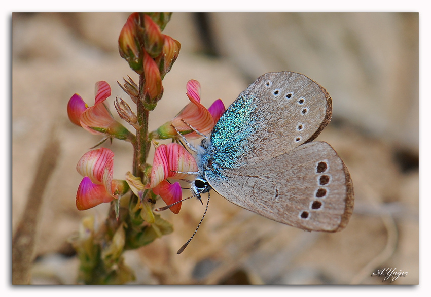 Karagzl Mavi Kelebek