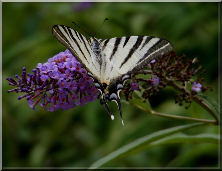 Krlang kuyruu engelky'de