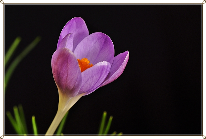 Bahar�n mor �����...