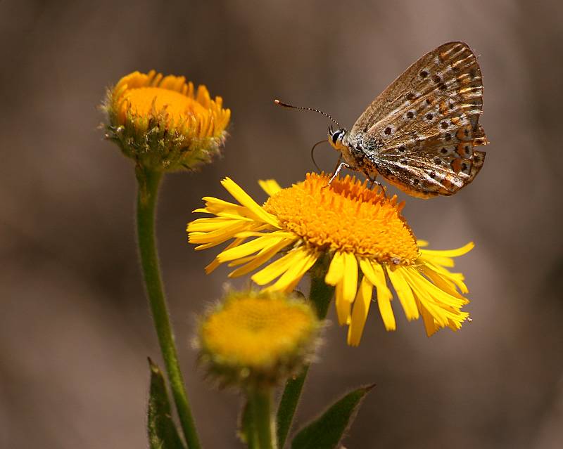 sar���n g�zeli