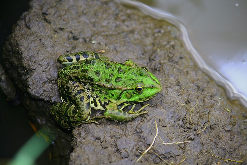 kurbaganin kucuk adacigi