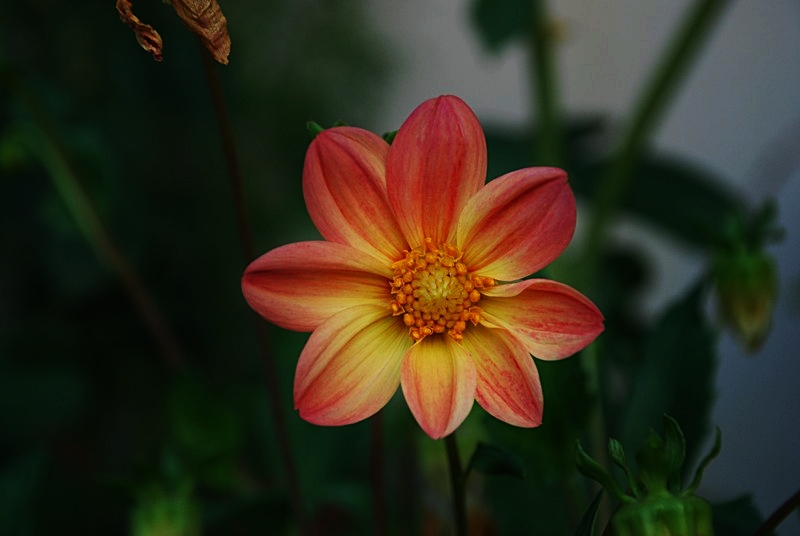 ..YAZDAN    KALAN...