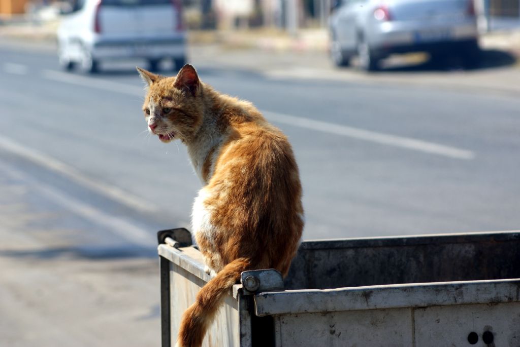 Kimse yaklamasn buras benim !...