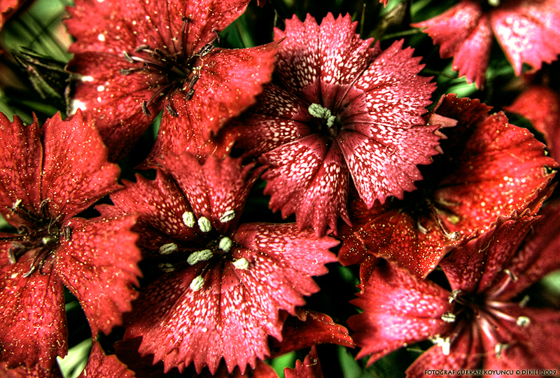 �zmir Karanfil ... 