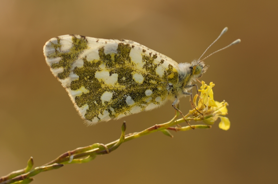 Da Oykls (Euchloe ausonia)