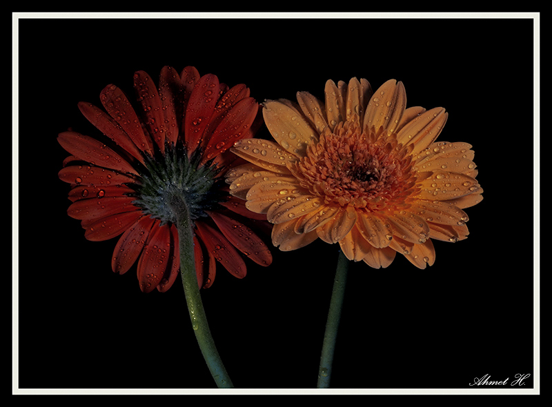 Ya�mur Alt�nda -1-