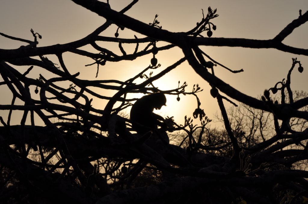 Baobab agacinda bir maymun...