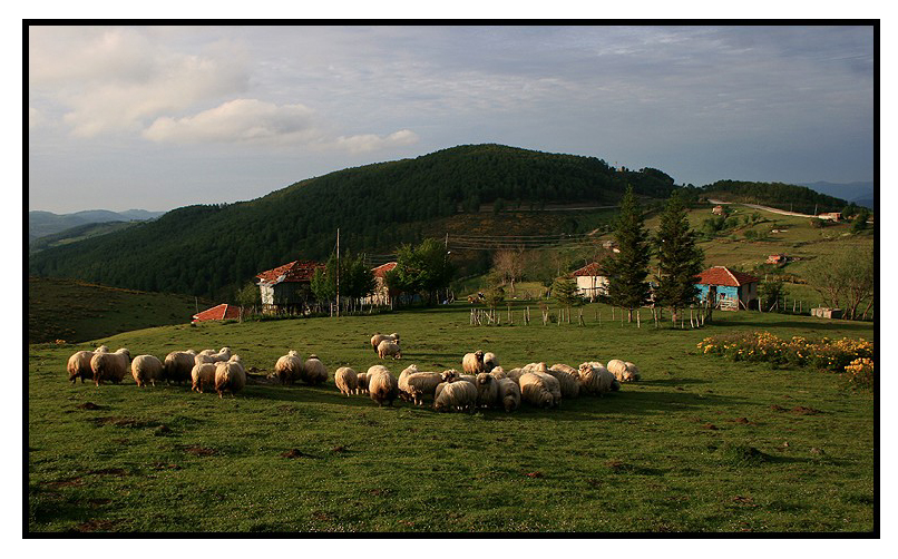 Perembe yaylas/ORDU