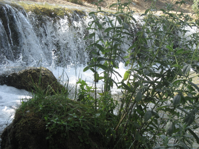 alayan -erzincan