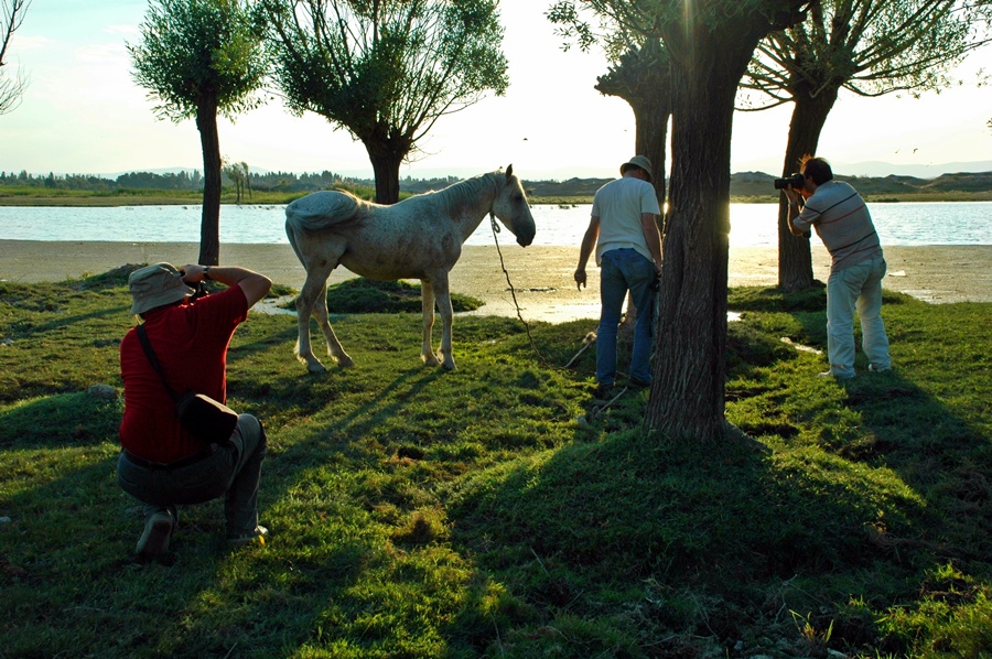 Beygir foto�raf��lar�