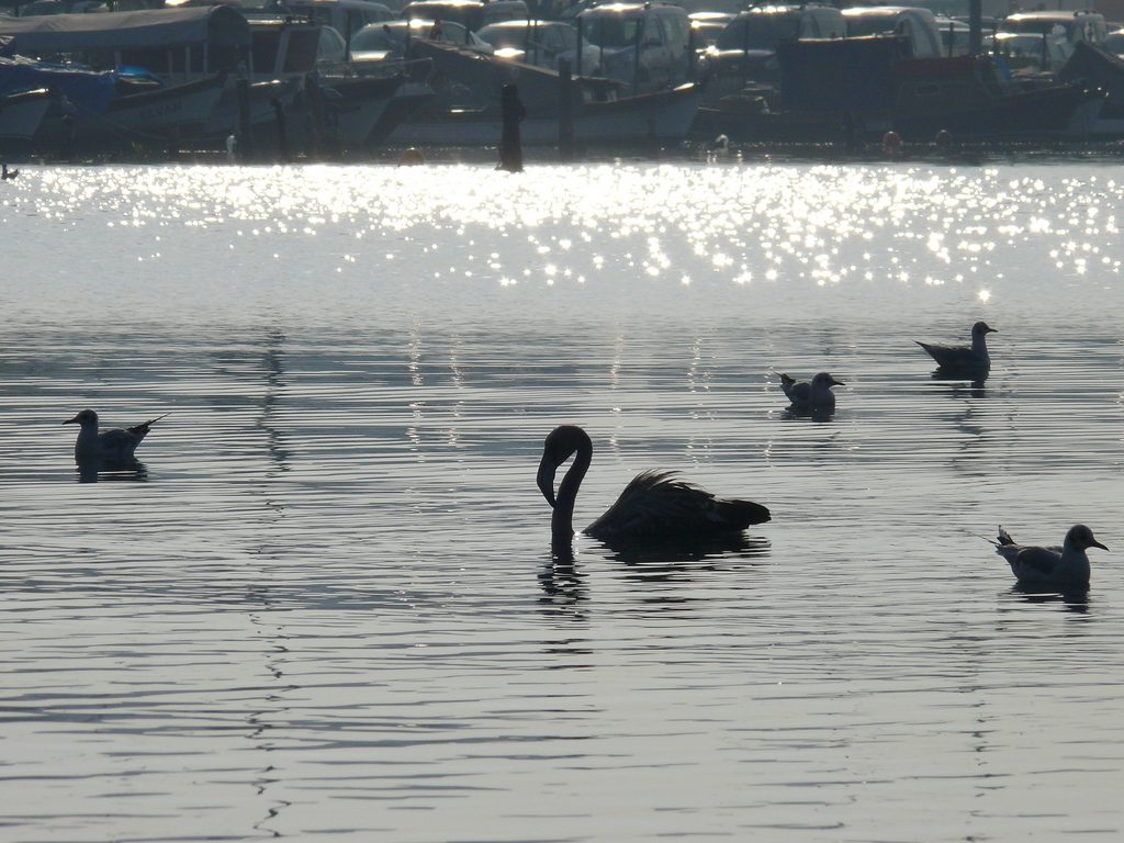  Flamingo ve Martlar