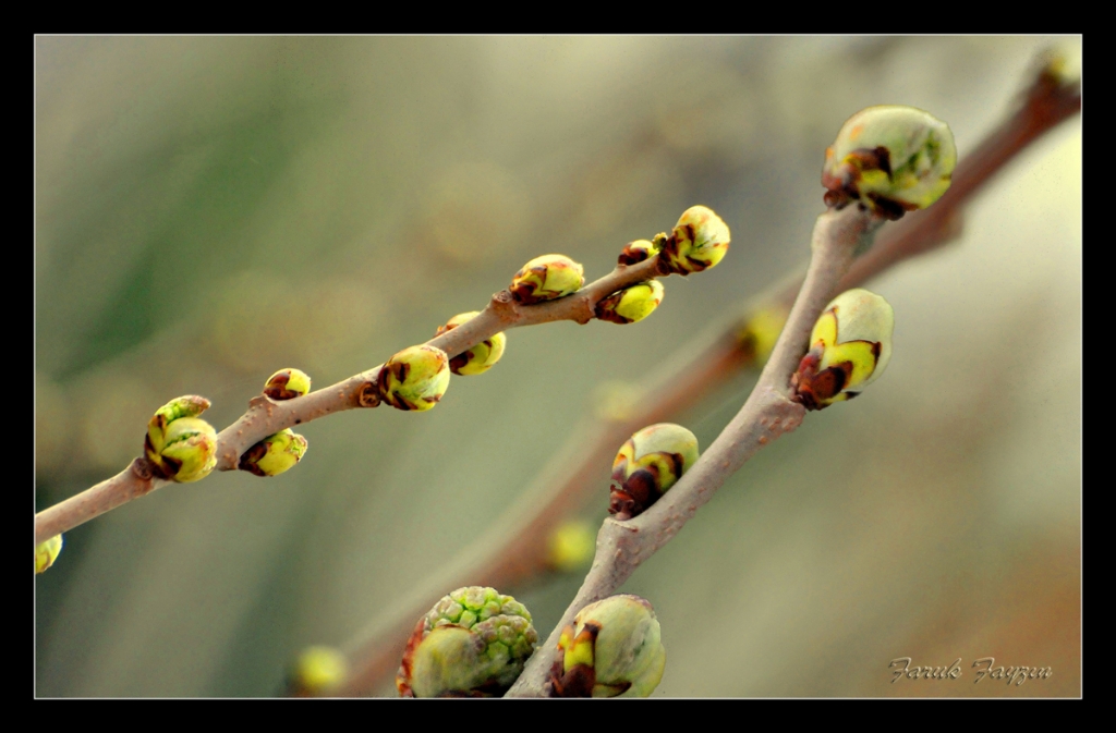 GZEL GNLERN HABERCLER..