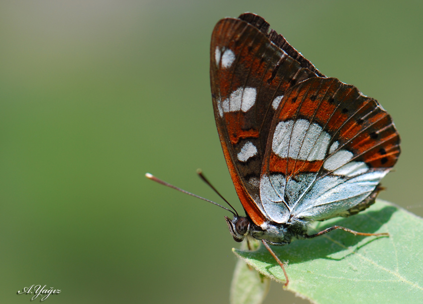 Akdeniz Hanmeli Kelebei
