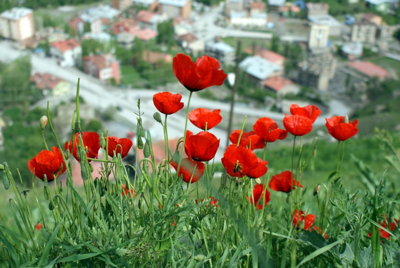 iekler ardnda Hakkari