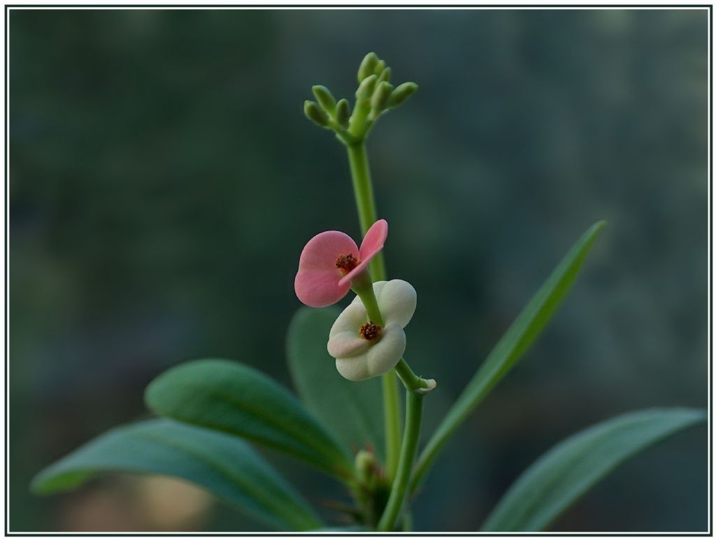 Euphorbia_Cultivar_Christusdorn02