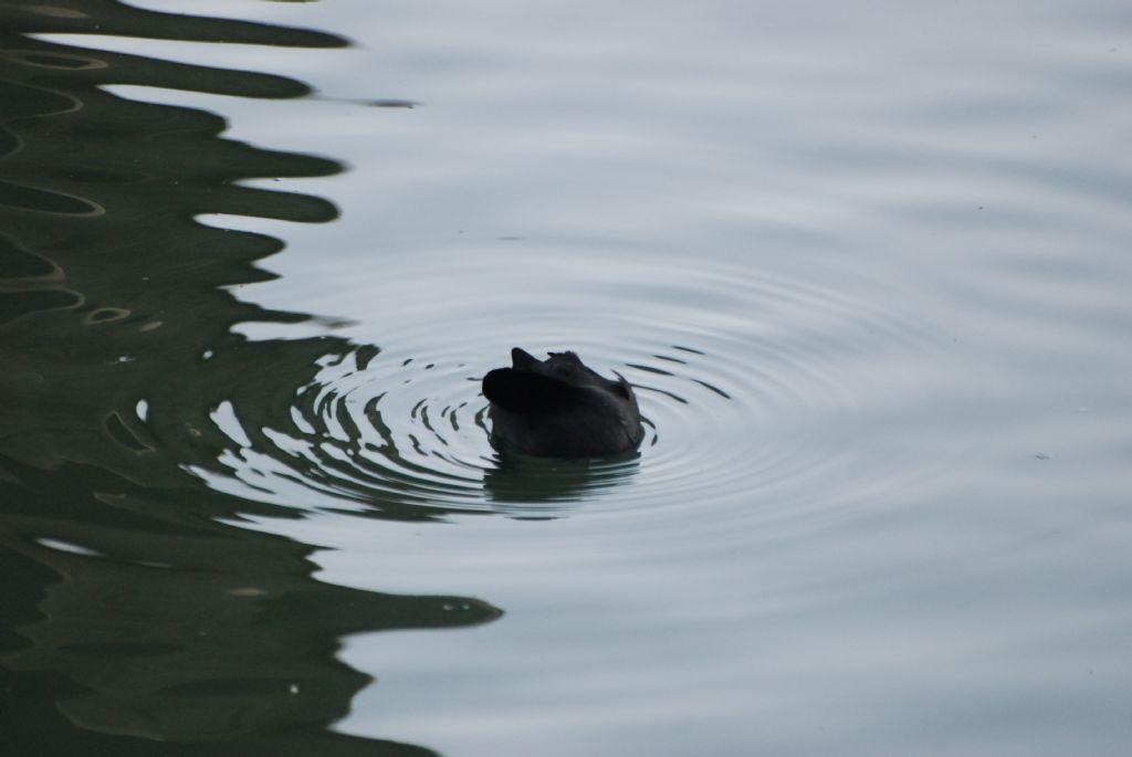 G�lde saklanba� oyunu.. G�rd�m seni sobe :))