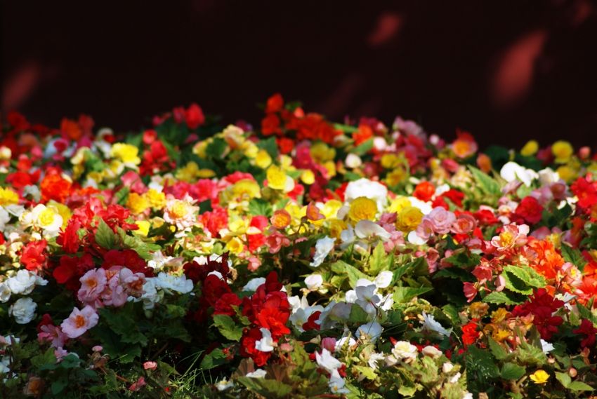 �sk�darda Renk C�mb���