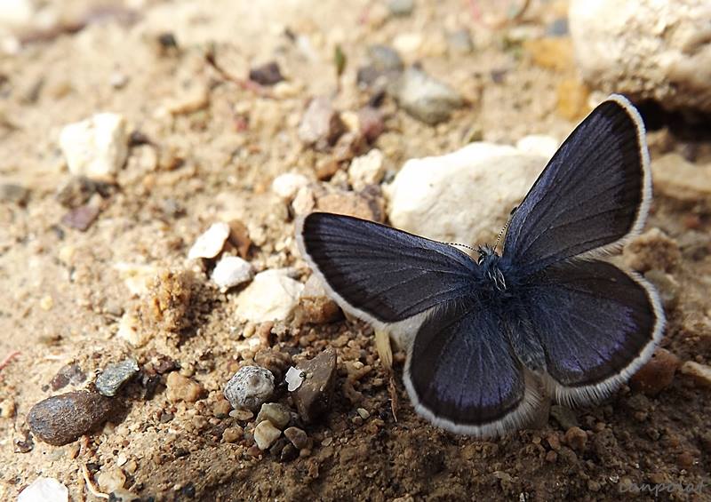 Anadolu Karag�z Mavisi