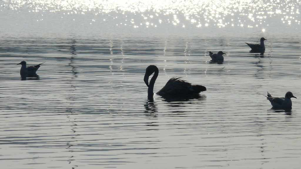 Flamingo ve Martlar