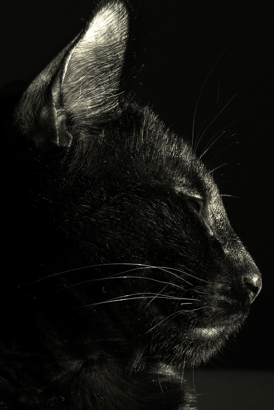 Siyam Portrait