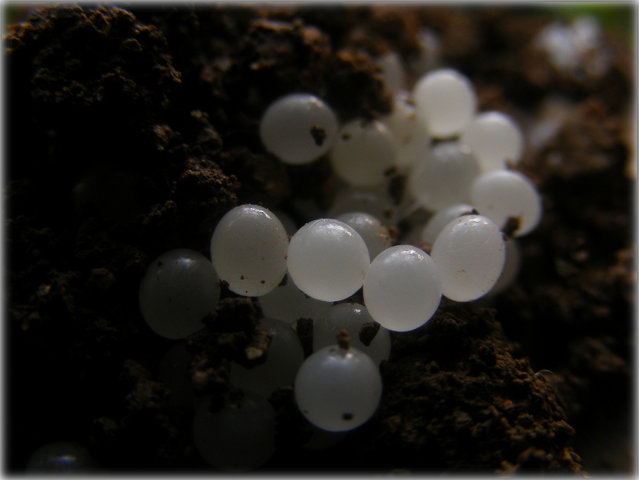 nci gibi yumurtalar...