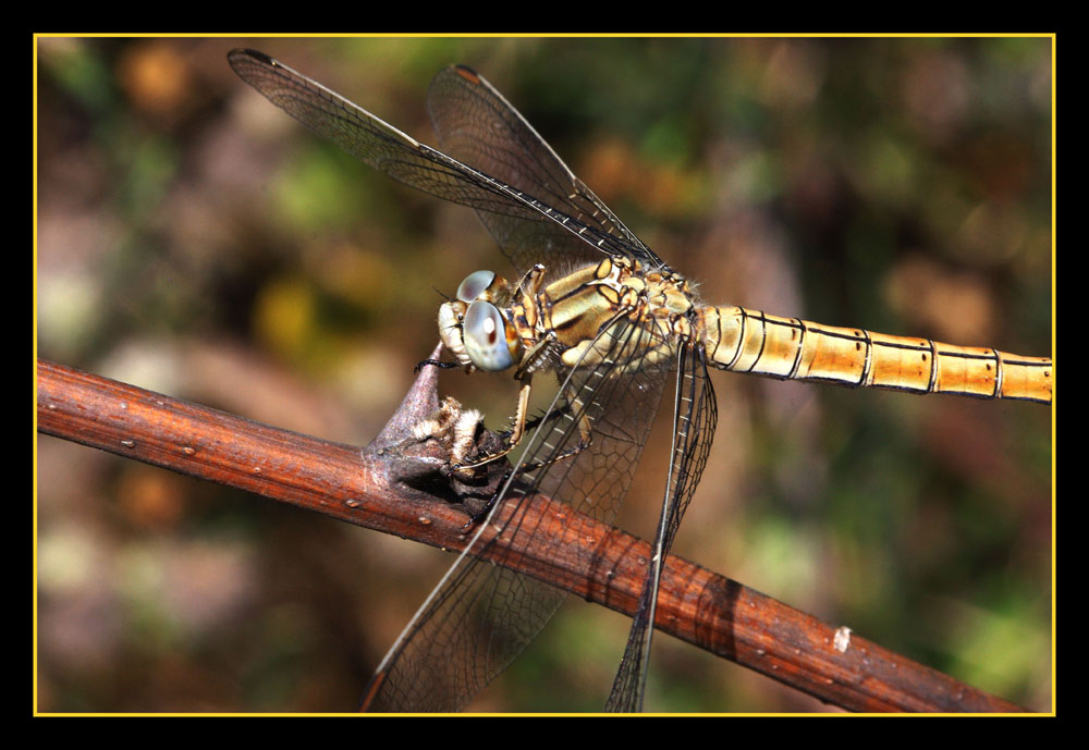 Dragon Fly