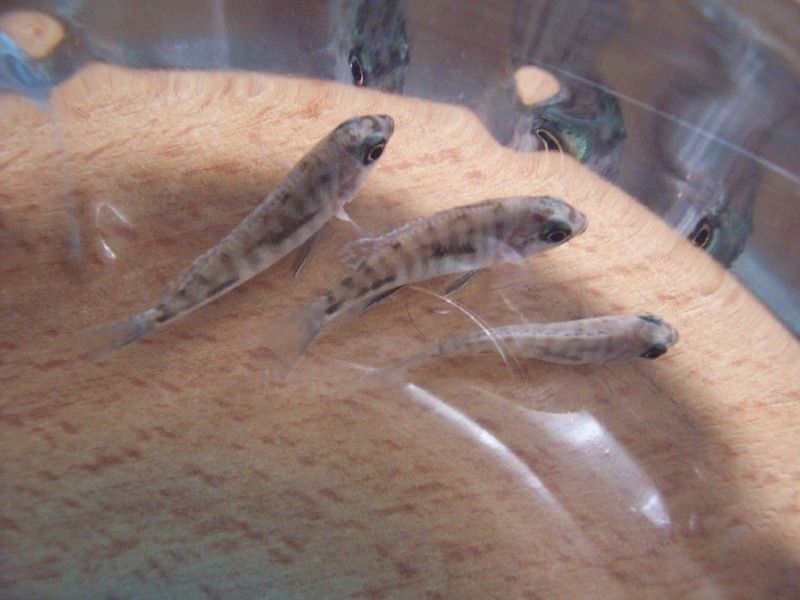 Merakl� bak��lar