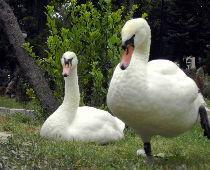 niye ekiyon bizi !!!