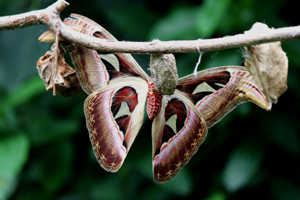 Attacus Atlas Dnyann En Byk Kelebei 2