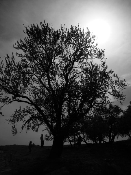 a�ac�n alt�nda...