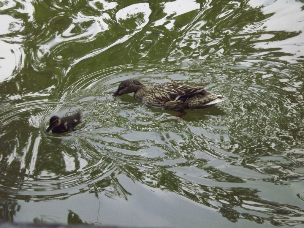 k���k yavru ve annesi