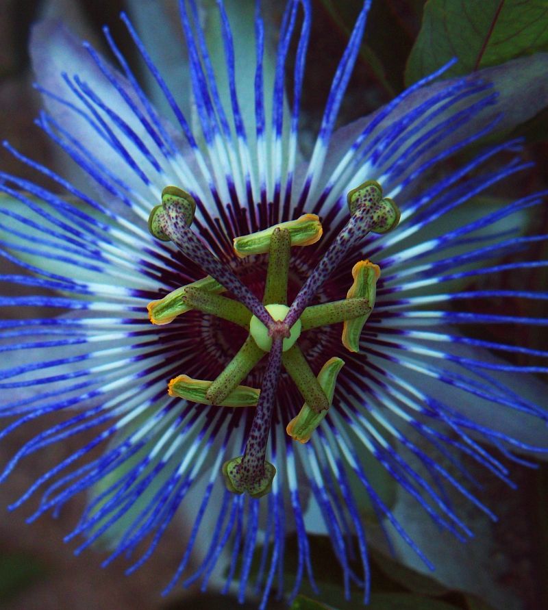 Blue Weathercock