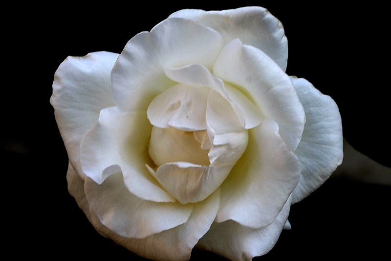 WHITE ROSE