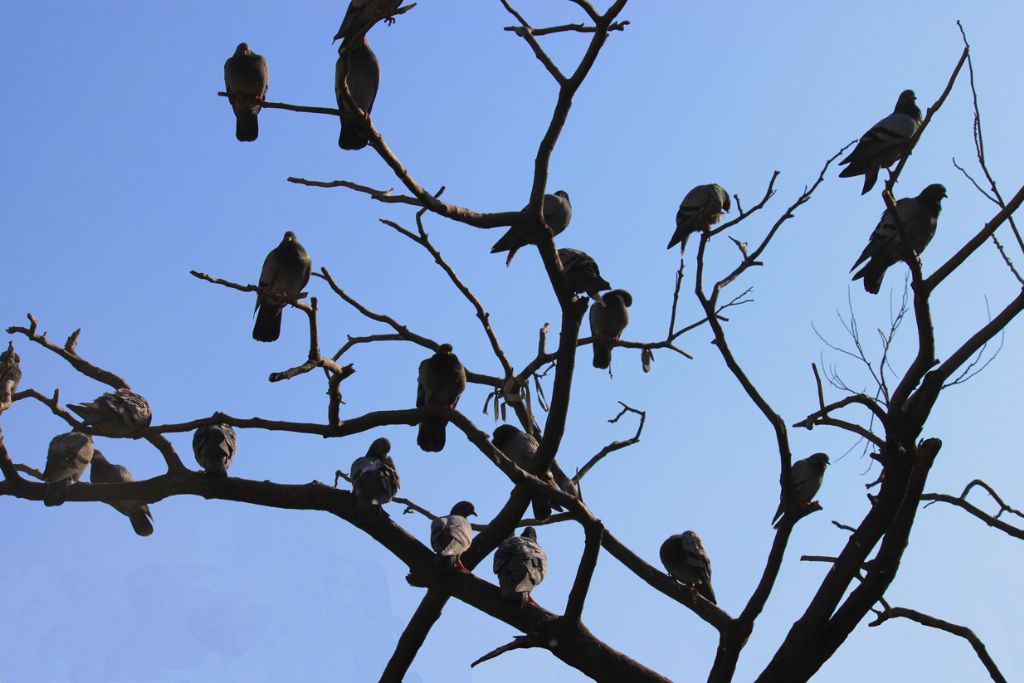 g�vercin a�ac�