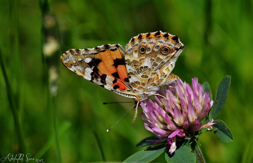Diken kelebei (Vanessa cadui)