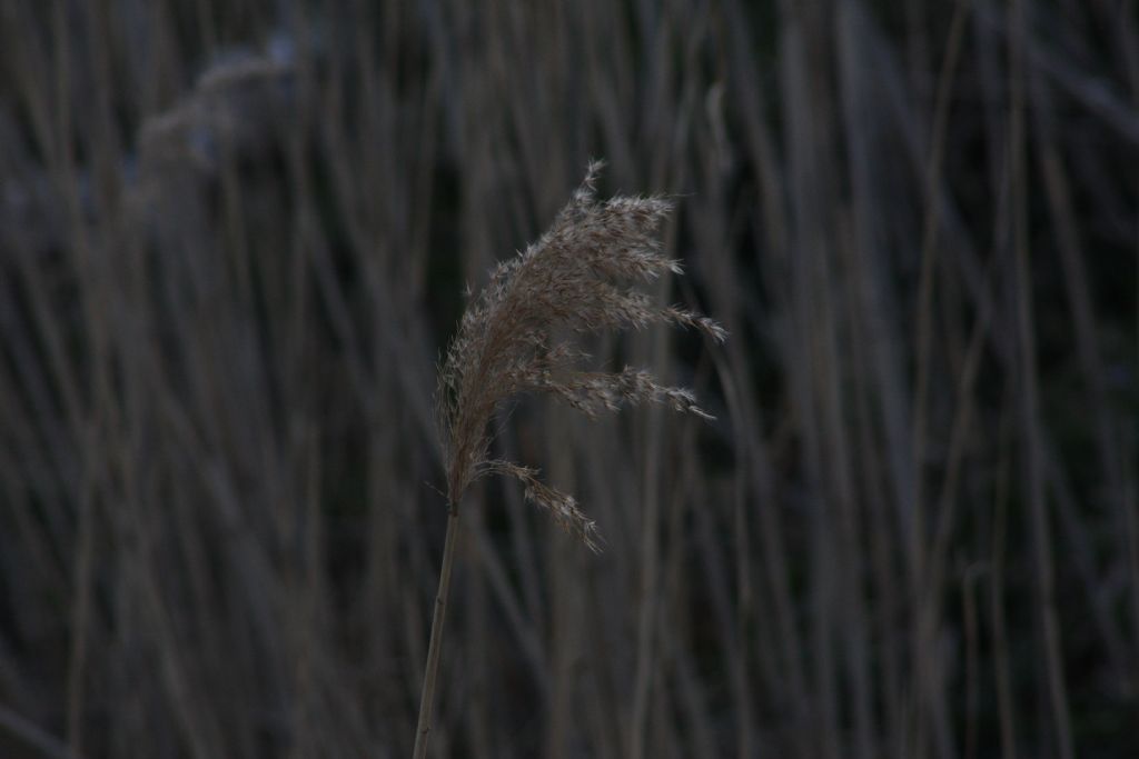 Rzgar savursa da salarn...