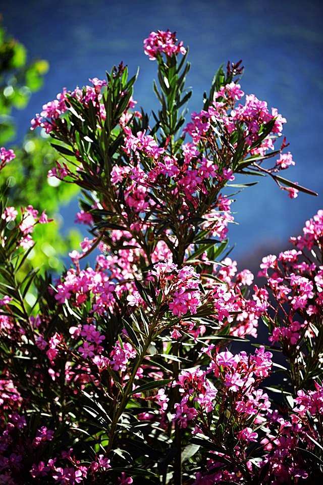 Antalya Adrasan�n yok edili�i