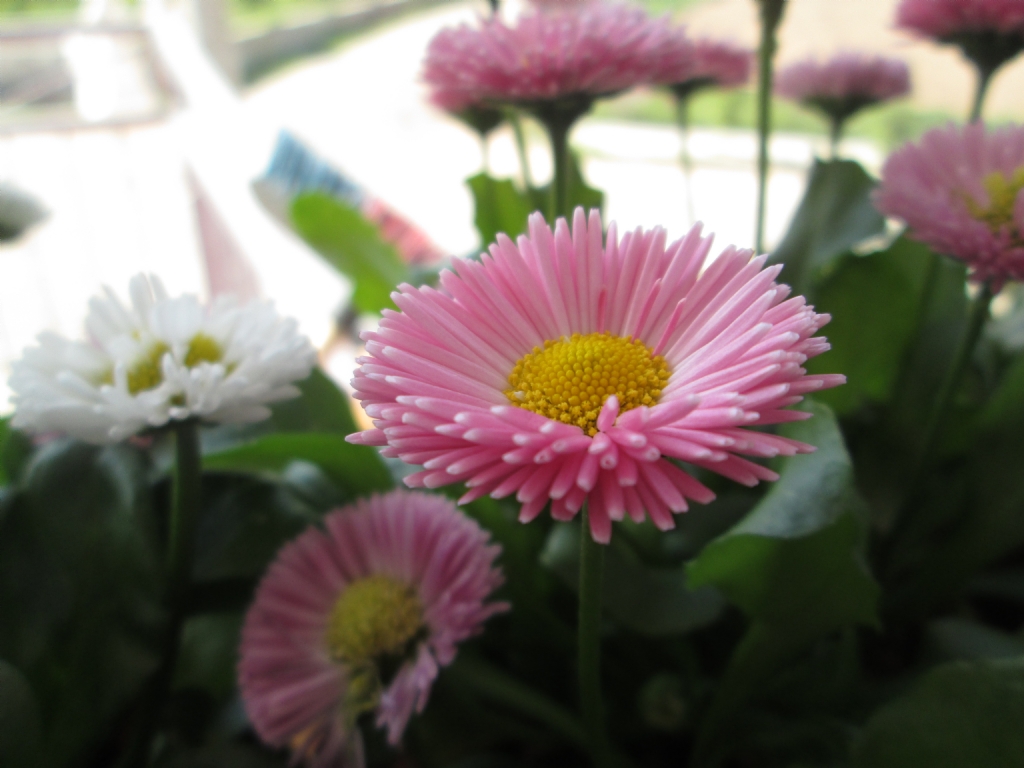 bahar vakti annemin �i�ekleri