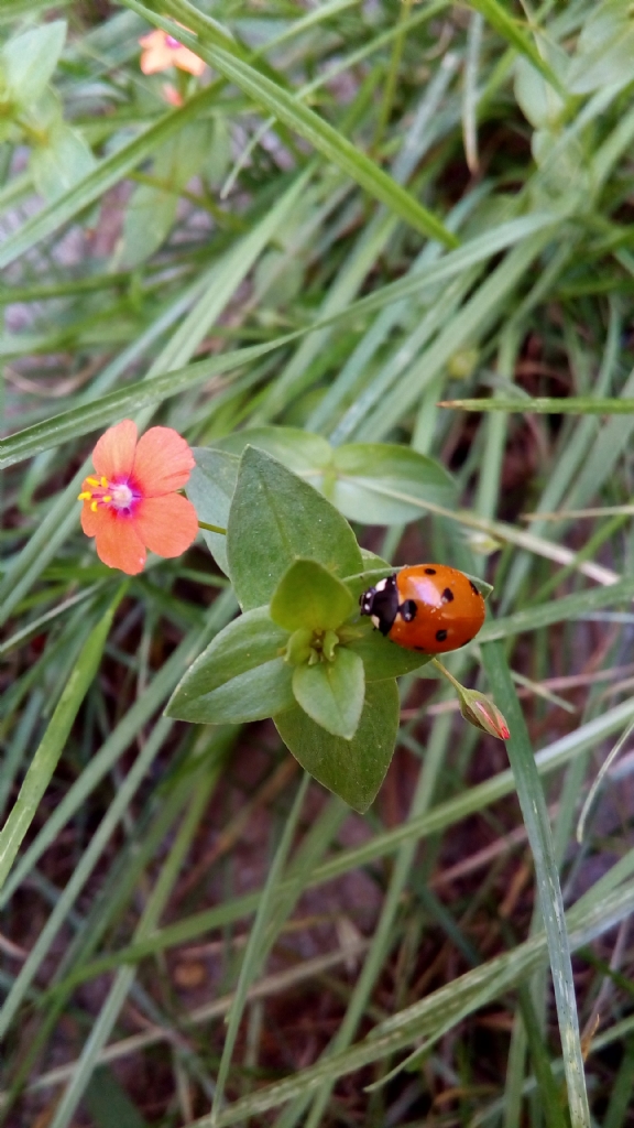 K���k ama b�y�k mutluluk ve tebess�m getirdi..