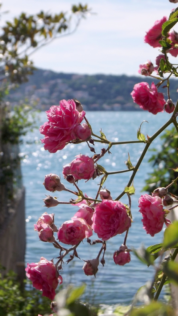 Pembe gller ve masmavi denizin ahenkle dans 