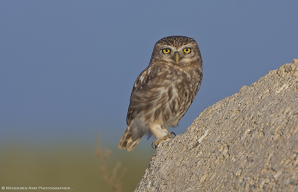 Kukumav  Little Owl  Athene noctua